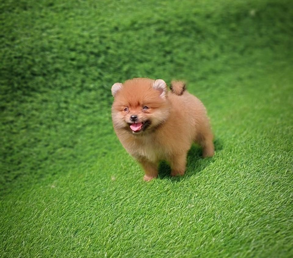 Toy pomeranian puppy for sale in bangalore